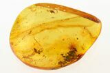 Detailed Fossil Dance Fly (Hybotidae) In Baltic Amber #275412-1